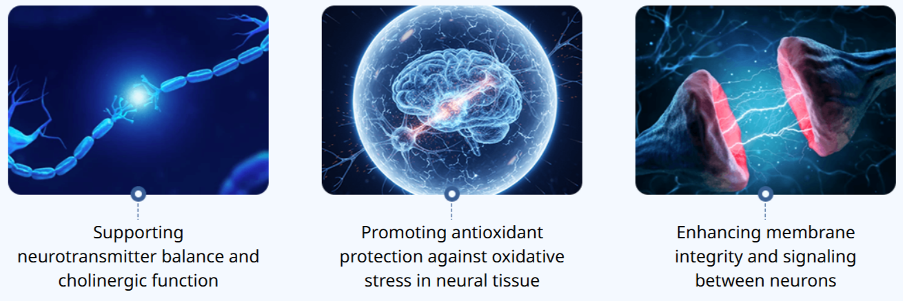 Neura Supplement Benefits